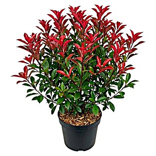 Piardino Glanzmispel Carré Rouge (Photinia fraseri 'Carré Rouge', 10 l)