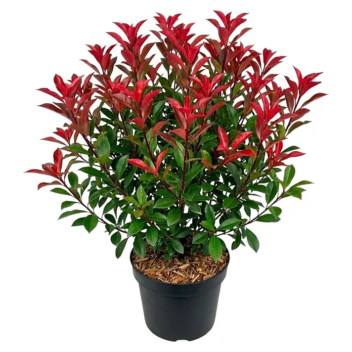 Piardino Glanzmispel Carré Rouge - Photinia fraseri 'Carré Rouge', 10 l - Kräftige rot-grüne Topfpflanze in einem schwarzen Behälter mit Holzmulch.