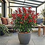 Piardino Glanzmispel Carré Rouge (Photinia fraseri 'Carré Rouge', 10 l) | BAUHAUS