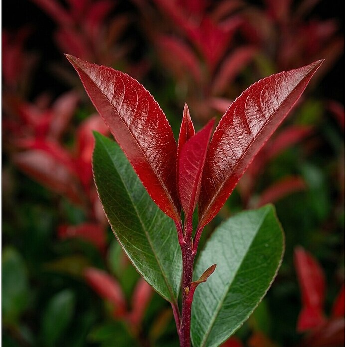 Piardino Glanzmispel Carré Rouge (Photinia fraseri 'Carré Rouge', 10 l) | BAUHAUS
