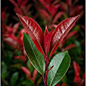 Piardino Glanzmispel Carré Rouge (Photinia fraseri 'Carré Rouge', 10 l) | BAUHAUS