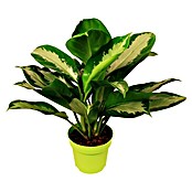 Aglaonema commutatum17 Siver Bay