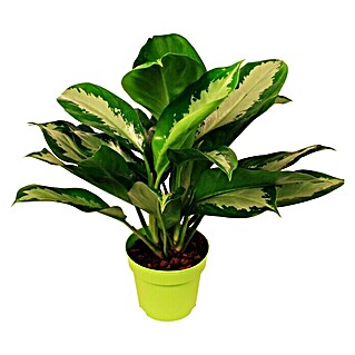 Piardino Kolbenfaden (Aglaonema commutatum, Topfgröße: 17 cm, Gelb/Grün)