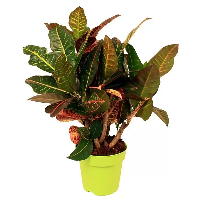 Piardino Kroton - Codiaeum variegata 'Petra', Topfgröße: 17 cm - Vorderansicht