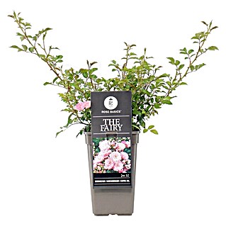 Piardino Bodendeckerrose The Fairy Lizenzsorten (Rosa 'The Fairy', Topfvolumen: 3 l, Rosa)