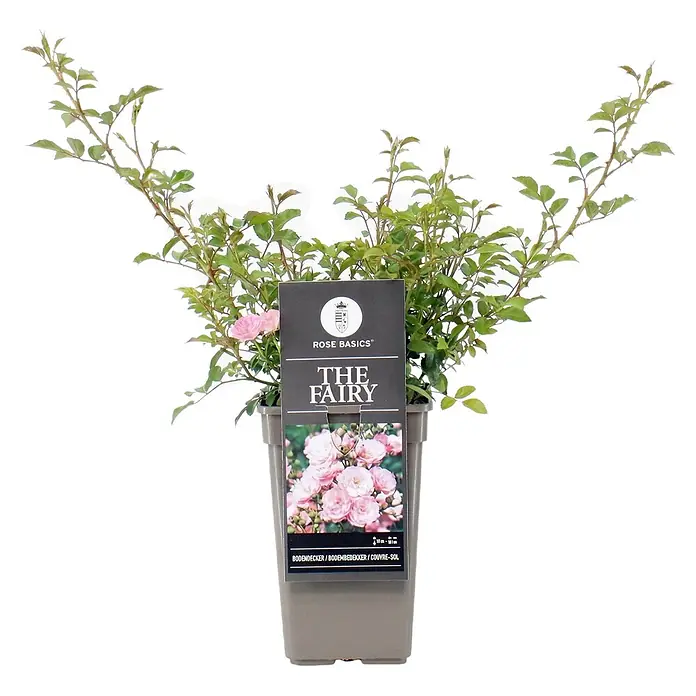 Piardino Bodendeckerrose The Fairy Lizenzsorten - Rosa 'The Fairy', Topfvolumen: 3 l, Rosa - Eine 'The Fairy' Rosenpflanze in einem braunen Topf mit grünen Blättern und rosa Blüten, versehen mit einem schwarzen Produktetikett.
