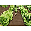 Windhager Unkrautvlies Premium (Vlies, 10 x 0,9 m)