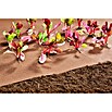 Windhager Unkrautvlies Premium (Vlies, 10 x 0,9 m)