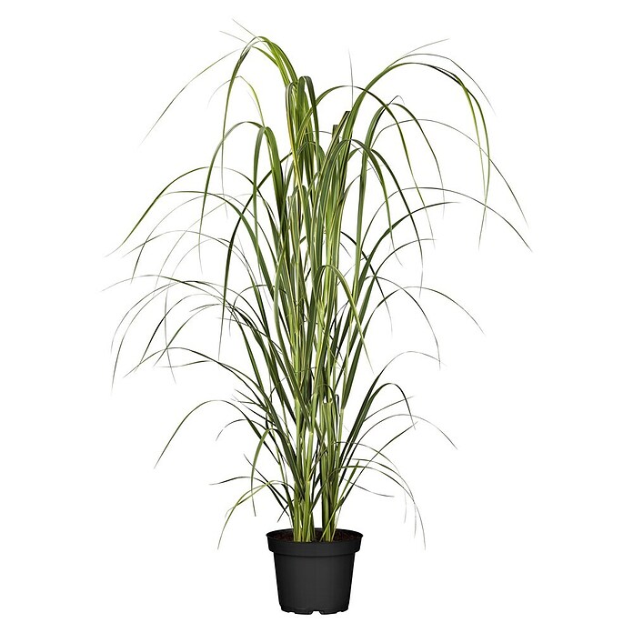 Piardino Rutenhirse (Panicum virgatum Northwind, Topfgröße: 19 cm) | BAUHAUS
