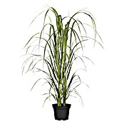 Piardino Rutenhirse (Panicum virgatum Northwind, Topfgröße: 19 cm) | BAUHAUS