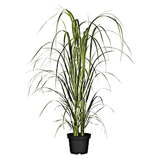 Piardino Rutenhirse (Panicum virgatum Northwind, Topfgröße: 19 cm)