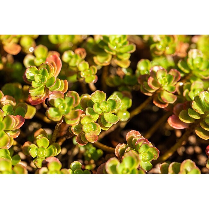 Hauswurz 6er Set (Sedum Hybride, Topfgröße: 9 cm) | BAUHAUS