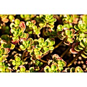 Hauswurz 6er Set (Sedum Hybride, Topfgröße: 9 cm) | BAUHAUS