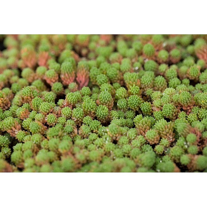 Hauswurz 6er Set (Sedum Hybride, Topfgröße: 9 cm) | BAUHAUS