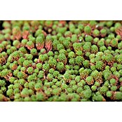 Hauswurz 6er Set (Sedum Hybride, Topfgröße: 9 cm) | BAUHAUS