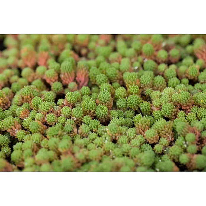 Hauswurz 6er Set - Sedum Hybride, Topfgröße: 9 cm - Dichte Ansammlung kleiner grüner Sukkulenten mit rötlichen Spitzen und Wassertropfen.