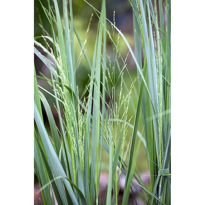 Piardino Rutenhirse (Panicum virgatum Northwind, Topfgröße: 19 cm) | BAUHAUS