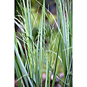 Piardino Rutenhirse (Panicum virgatum Northwind, Topfgröße: 19 cm) | BAUHAUS