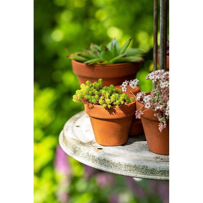 Hauswurz 6er Set (Sedum Hybride, Topfgröße: 9 cm) | BAUHAUS