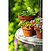 Hauswurz 6er Set (Sedum Hybride, Topfgröße: 9 cm) | BAUHAUS