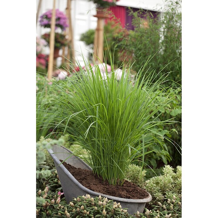 Piardino Rutenhirse (Panicum virgatum Northwind, Topfgröße: 19 cm) | BAUHAUS