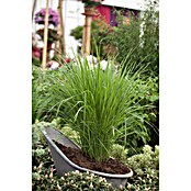 Piardino Rutenhirse (Panicum virgatum Northwind, Topfgröße: 19 cm) | BAUHAUS