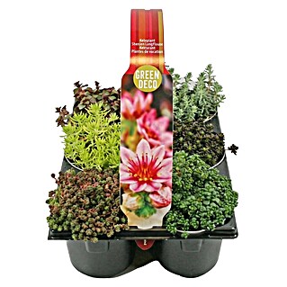 Hauswurz 6er Set (Sedum Hybride, Topfgröße: 9 cm)
