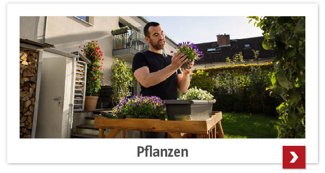 Mann betrachtet Blume im Topf im Garten