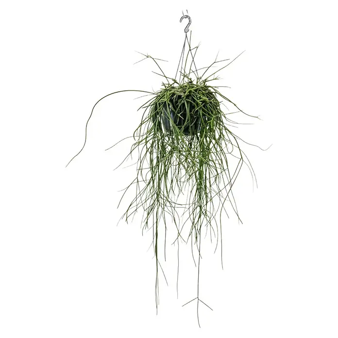 Piardino Rutenkaktus Ampel - Rhipsalis floccosa, Topfgröße: 21 cm - Grüne Hängepflanze in einem schwarzen Topf mit silbernem Haken.
