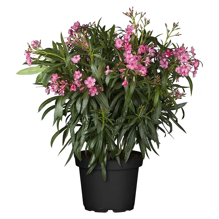 Piardino Oleander - Nerium oleander, Topfgröße: 20 cm, Rosa/Weiß/Gelb - Topf-Oleander mit leuchtend rosa Blüten und dunkelgrünen Blättern in einem schwarzen Topf.
