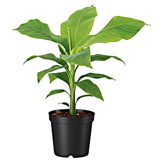 Piardino Bananenstaude (Musa basjoo, Topfgröße: 17 cm)