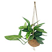 Piardino Efeutute (Epipremnum pinnatum 'Marble Queen', Topfgröße: 17 cm) | BAUHAUS