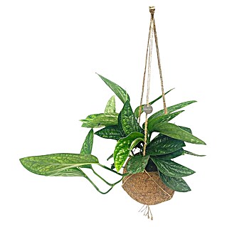 Piardino Efeutute (Epipremnum pinnatum 'Marble Queen', Topfgröße: 17 cm)