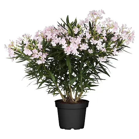 Piardino  Oleander