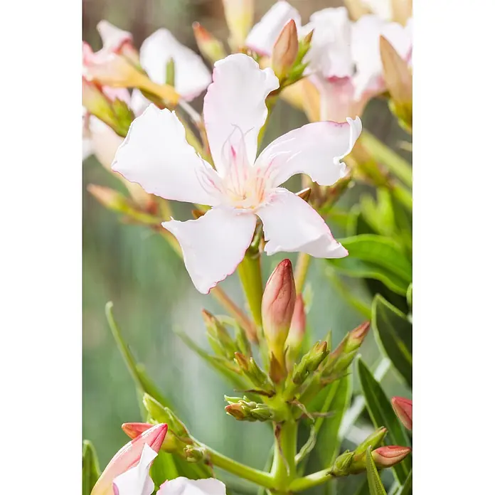 Piardino Oleander - Nerium oleander, Topfgröße: 20 cm, Rosa/Weiß/Gelb - Weiße Blüte mit rosa gestreiften Blütenblättern, umgeben von rosa Knospen und grünem Laub.