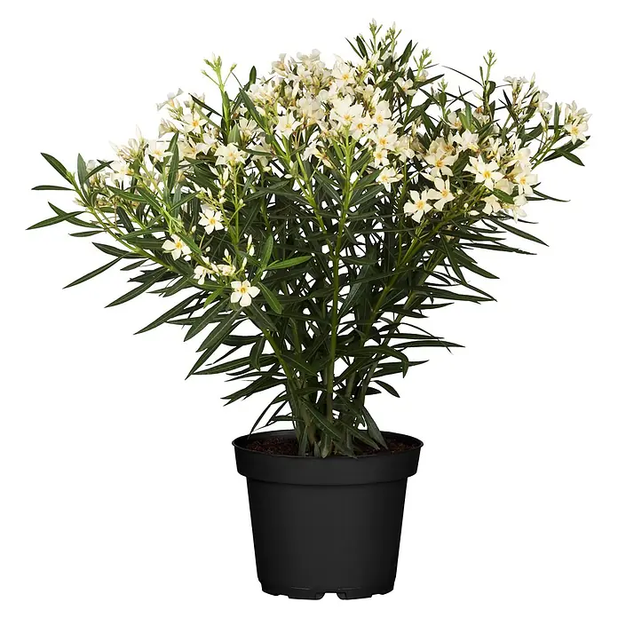 Piardino Oleander - Nerium oleander, Topfgröße: 20 cm, Rosa/Weiß/Gelb - Weiße Blüten des Oleander in einem schwarzen Topf.
