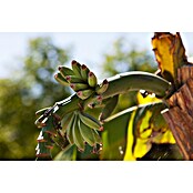 Piardino Bananenstaude (Musa basjoo, Topfgröße: 17 cm) | BAUHAUS