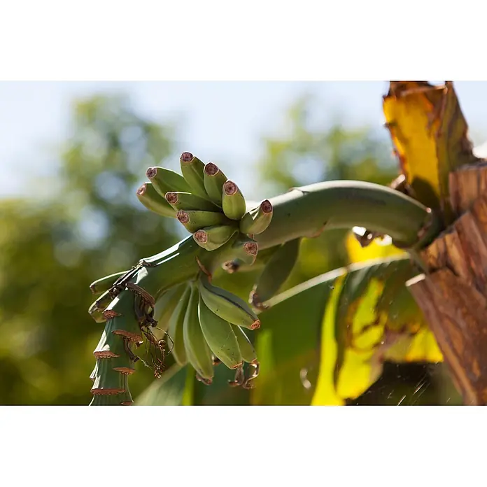 Piardino Bananenstaude - Musa basjoo, Topfgröße: 17 cm - Grüne Bananen wachsen an einer Bananenpflanze im Freien.