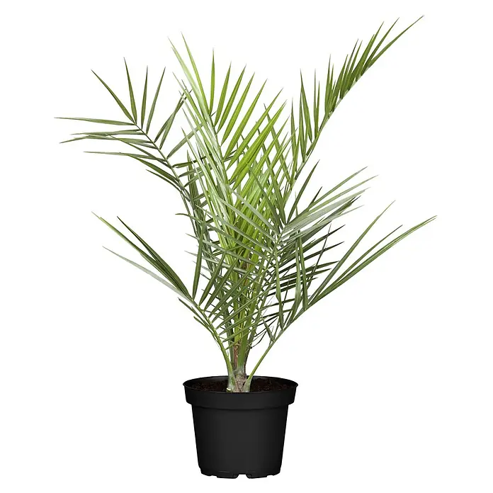Dattelpalme - Phoenix canariensis, Topfgröße: 19 cm - Grüne Palme in schwarzem Topf.