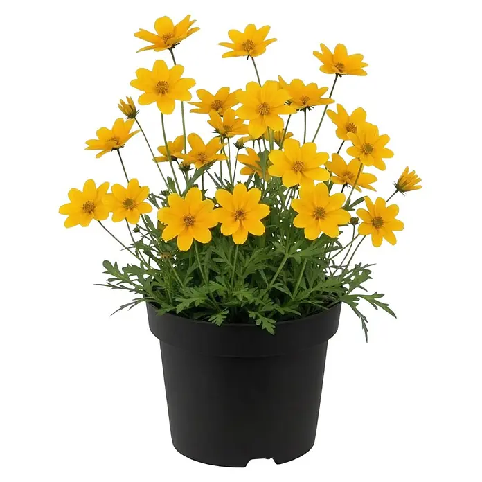 Piardino Goldmarie - Bidens ferulifolia 'Empire', Topfgröße: 12 cm, Gelb - Leuchtend gelbe Blumen wachsen in einem einfachen schwarzen Plastiktopf.