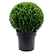 Piardino Japan-Stechpalme Jenny (Ilex crenata, Flachwurzler) | BAUHAUS