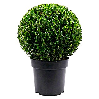 Piardino Japan-Stechpalme Jenny (Ilex crenata, Flachwurzler)