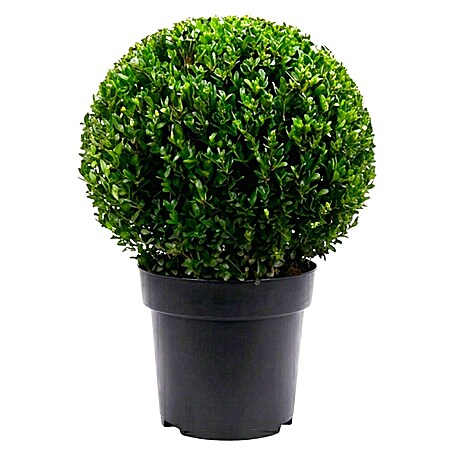 Piardino Japan-Stechpalme Jenny (Ilex crenata, Flachwurzler)