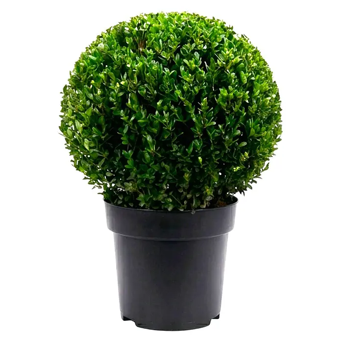 Piardino Japan-Stechpalme - Ilex crenata 'Dark Green'®, Flachwurzler - Runder grüner Buchsbaum in schwarzem Topf.
