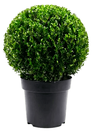 Piardino Japan-Stechpalme - Ilex crenata 'Dark Green', Flachwurzler online  kaufen bei BAUHAUS
