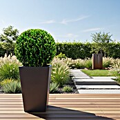 Ilex crenata 10 DarkGreen immergruen Ku