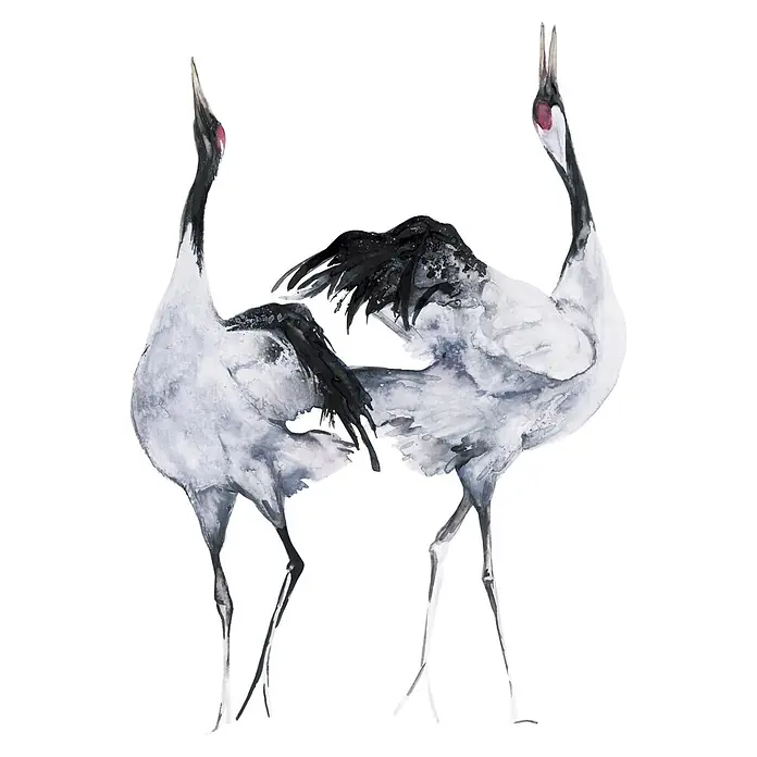 Marburg Kumano Fototapete Bird Illustration II - B x H: 159 mm x 270 cm, Vlies - Aquarell-Illustration von zwei weißen und schwarzen Kranichen mit roten Akzenten, die voneinander abgewandt nach oben blicken.