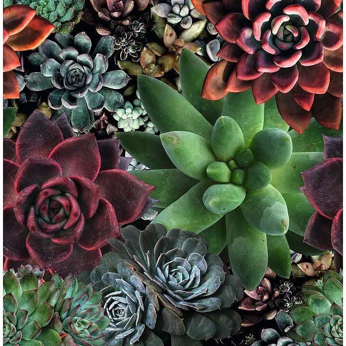 Marburg Smart Art Aspiration Fototapete Floral III - B x H: 2,65 mm x 270 cm, Vlies - Lebendige Komposition verschiedener Sukkulenten in Rot, Grün und Blau-Grau.