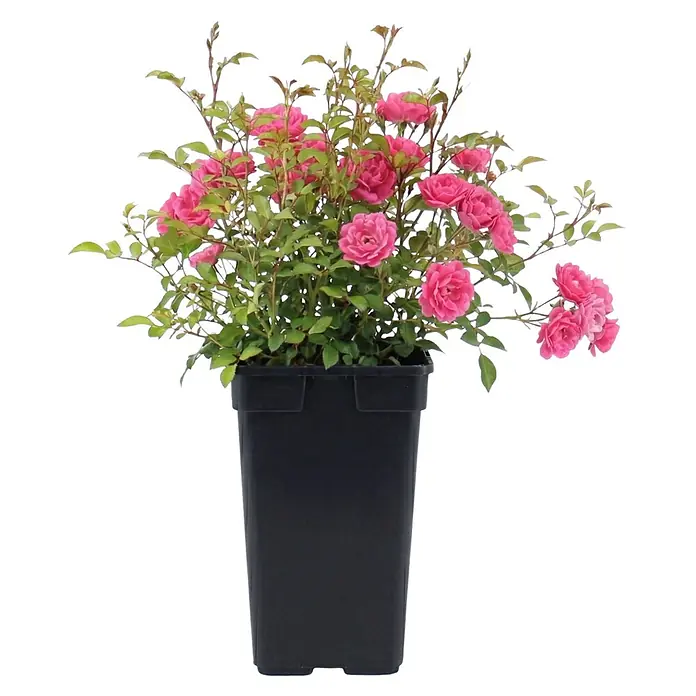 Piardino Bodendeckerrose - Sonnig, Stark duftend - Topfrosenstrauch mit rosa Blüten und grünen Blättern in schwarzem Plastiktopf.