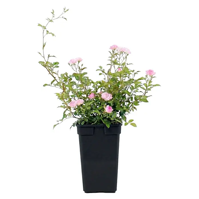 Piardino Bodendeckerrose - Sonnig, Stark duftend - Kleiner Rosenstrauch mit rosa Blüten und grünen Blättern in einem schwarzen rechteckigen Topf.